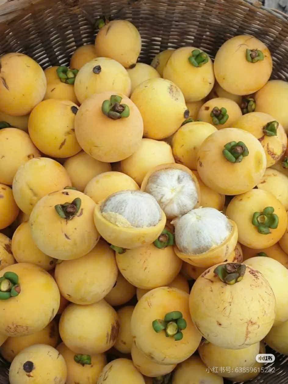 Truyện Tống Tinh Di